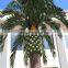 Large artificial decoration palm trees