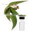Eucalyptus Oil