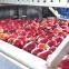 REEMOON apple sorting machines, size sorting, color sorting, apple sorting sizer and grading equipment