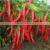 Good price chili pepper from Vietnam