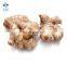 2020 Hot Sale Fresh Vegetable Fresh Ginger