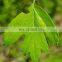 Manufacturers selling Hawthorn extract 1%-10% leaf extract