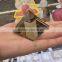 Natural Golden Ratio Crystal Pyramid Ornaments Decoration Home For Sale