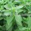Factory directly sweetener RA90% stevia extract powder