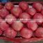 Yantai Blush Red Fuji Apple