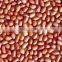 Indian Round Type Blanched Peanut Kernels PEANUTS KERNEL BOLD 40-50