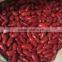 2016 new crop Dark red kidney bean