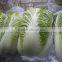 Long Cabbage