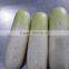 Chinese radish price