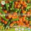 Manufacturer wholesale bulk IQF frozen california mixed vegetable