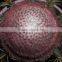 Melocactus amoenus (Hoffm.) Preiff