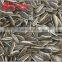 Premium Cheap Hot Sale Sunflower Seeds