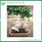 Ficus Ginseng Bonsai
