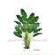 bonsai plant ficus tree indoor GNW G41