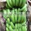 FRESH GREEN CAVENDISH BANANA