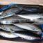 FOB QINGDAO pacific mackerel fish