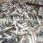 Slender mackerel whole round from China with size 66 -70pcs / 10 kg