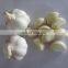 Kettenf?rmige Trockenknoblauch-Sch?lmaschine mit einer Leistung von 1000 - 1500 kg/h zur Sch?lung und Verarbeitung
