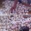 Import Fresh Garlic Bulk Low Garlic Price Purple Garlic