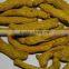 UK Quality Turmeric Finger