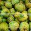 Fresh Mango Exporter In India