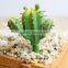We Export Succulent Plants Wholesale Artificial Succulent Plants