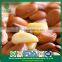Bulk Popular Fast Food Open Pine Nuts in Shell