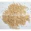 Yellow sorghum seeds