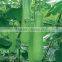 2016 Hybrid F1 bottle gourd seeds for sale-Super Early Growth No.2