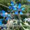 Borage Carrier oil
