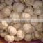 Supply Ali/Alho/Ajo/Garlic in Low Price