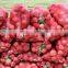 Red Onion : Planting Growing and Harvesting Onion 2016'