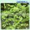 Colorful Preserved Hydrangea Flower Bunches Single bunch - Yellow,Red,Blue