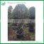 landscaping one layer ficus cage plants