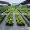 Black pp spunbond fabric ground cover net