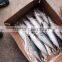 Frozen Mackerel