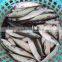 Frozen Pacificus Mackerel