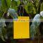 Eco Yellow Sticky Trap Insect Glue Traps for Thrips Flying  Aphid Leaf Miners