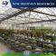 Low cost multi-span PVC/PE agricultural greenhouse for cucumber/tomato/lettuce/eggplant growing
