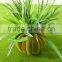 Latest HOT Innovative Potted Plant Bonnsai Plant for Sale