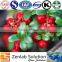 Lingonberry anthocyanidins plant extract