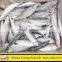 Frozen Small Eye Yellowtail Round Scad
