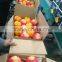 Fresh Good Taste Natural Oranges From Egypt