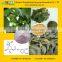 GMP Certified Manufacturer Supply Pure Chlorogenic Acid Extract