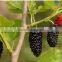 Mulberry tree seedling