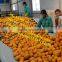 apple kumquat waxing drying machine / orange polishing machine