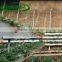 kohlrabi Planting trough to improve agricultural production tool