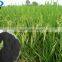Nitro Humic Acid Fertilizer Suitable for Soil Improvement