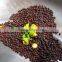 mustard seed