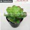 Mini potted succulents plants factory selling mini artificial succulents